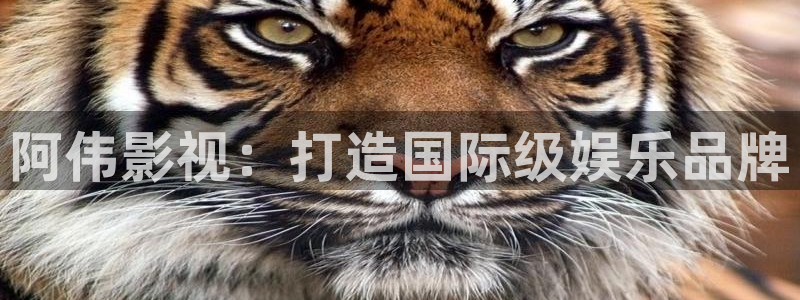 午夜什么电影